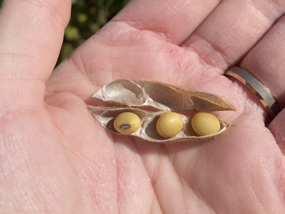 25 soybeans R8_Nicolle Ritchie.jpg